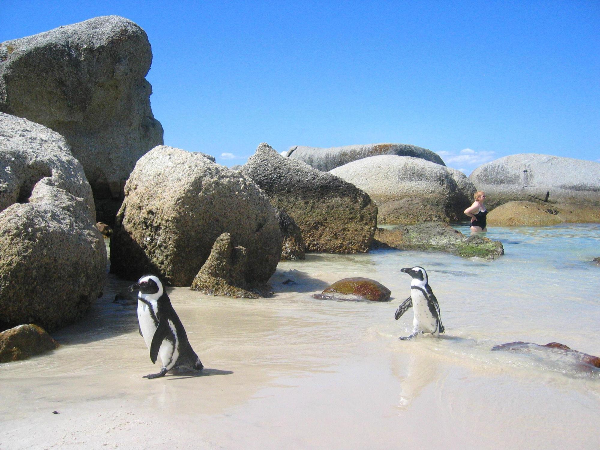 Penguinden - Load-Shedding Free Hotel Simon's Town Exterior photo